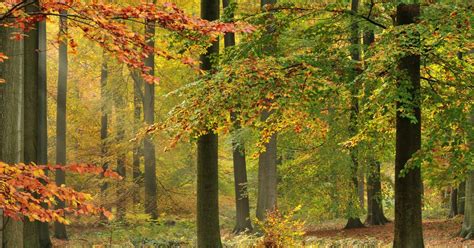 La Forêt De Soignes Citoyen Bruxelles Environnement