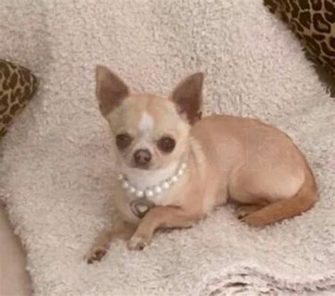 Vaccinated Chihuahua Puppies For Adoption Central And