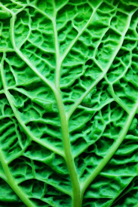 Extreme Closeup With Small Details Of An Organic Cabbage Leaf Stock