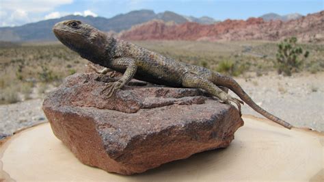 Wildlife Wednesday Yellow Backed Spiny Lizard Red Rock Canyon Las Vegas