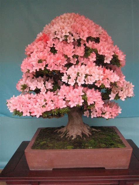 10 Of The Worlds Most Beautiful Bonsai Trees Garden Bonsai Tree