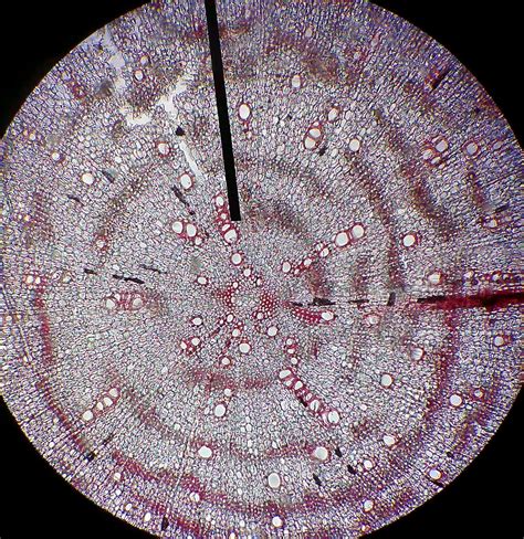Beringin banyak ditemukan di tepi jalan, pinggiran kota atau tumbuh di tepi jurang. Jaringan Penguat dan Pengangkut | Wasiwa
