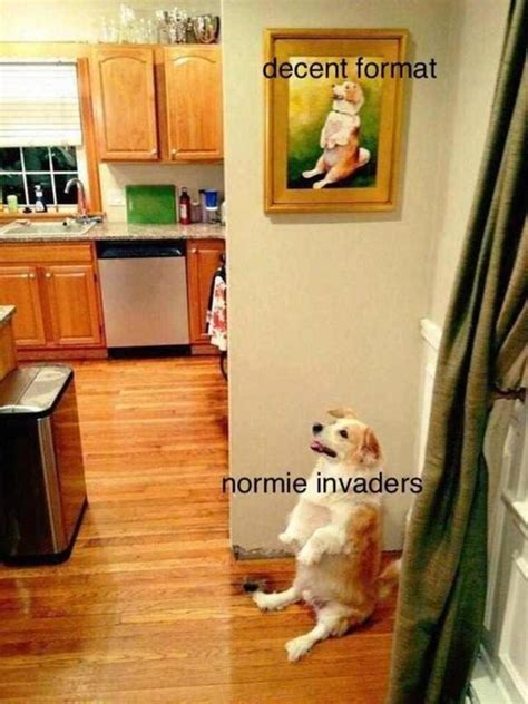 Normie Invaders Copying Dog Know Your Meme