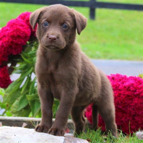 Looking for black labrador retriever puppies for sale? Labrador Mix Puppies For Sale | Greenfield Puppies