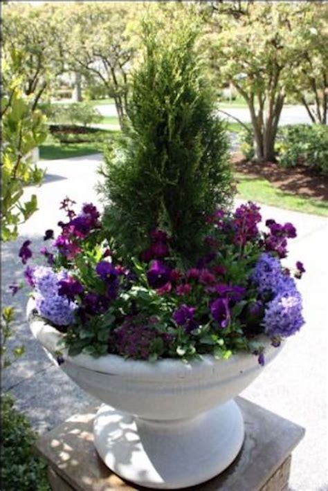 Evergreen Container Plants For Shade A Comprehensive Guide