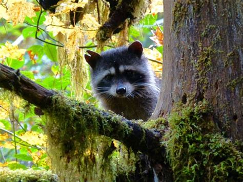 Protrails A Gallery Of Wildlife On The Olympic Peninsula Photo