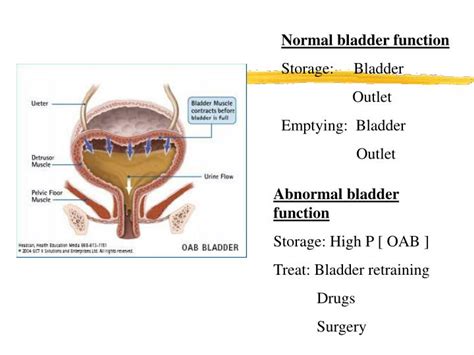 PPT - New drugs and the management of incontinence ...