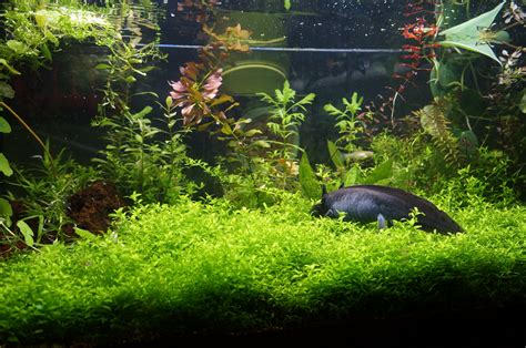 Axolotl In Planted Aquarium Lots Of Soft Plants Is Great For The