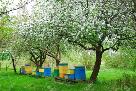 bee hives in our orchard | Orchard garden, Orchard bees, Orchard