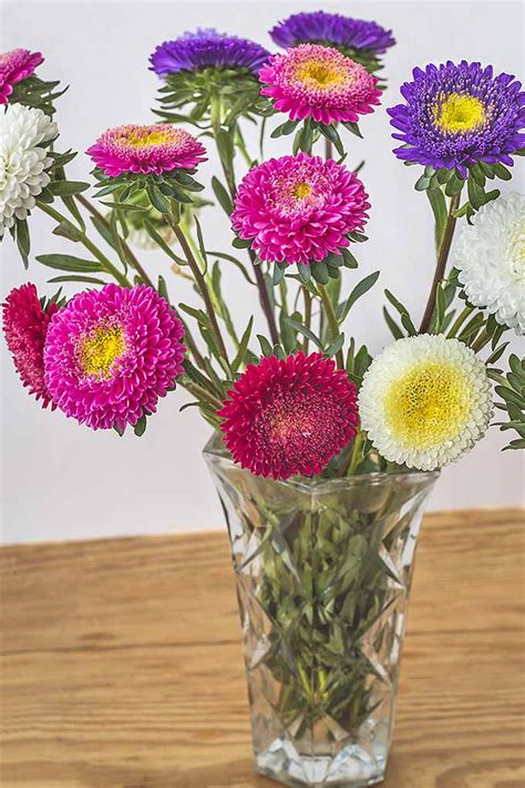 How To Grow China Aster Callistephus Chinensis Gardeners Path