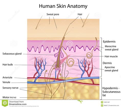 Download human skin images and photos. Human Skin Anatomy, Labeled Version Stock Vector ...