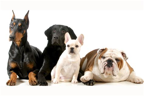 Whats The Best Dog Breed For You To Get Surveee