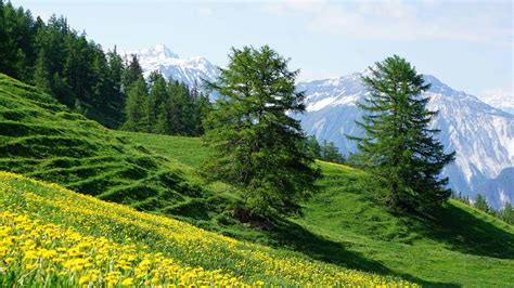 Closeup View Of Yellow Flowers Slope Green Grass Field Trees Landscape