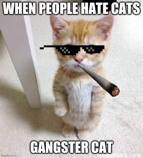 Gangster Cat Meme