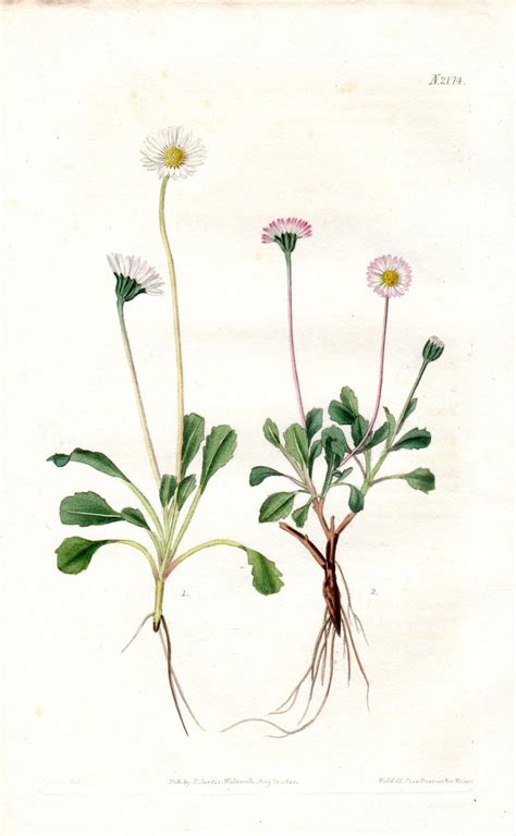 1820 Daisy Afdrukken Vintage Botanische Print Mindere Daisy Curtis