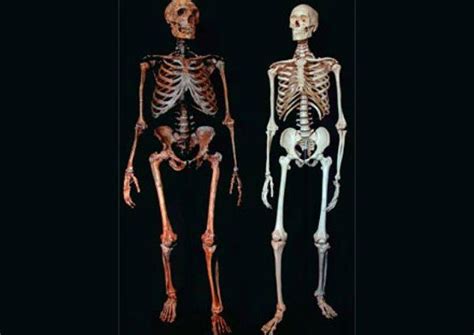 The Differences Between Modern Humans And Neanderthals