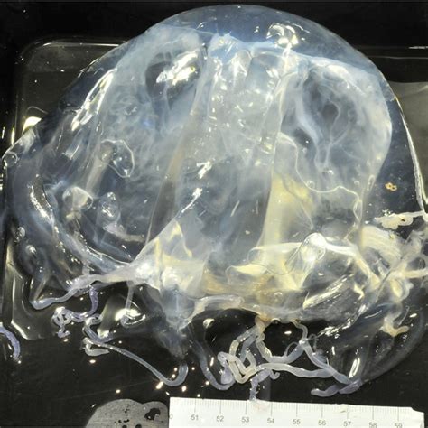 Pdf Abundant Box Jellyfish Chironex Sp Cnidaria Cubozoa