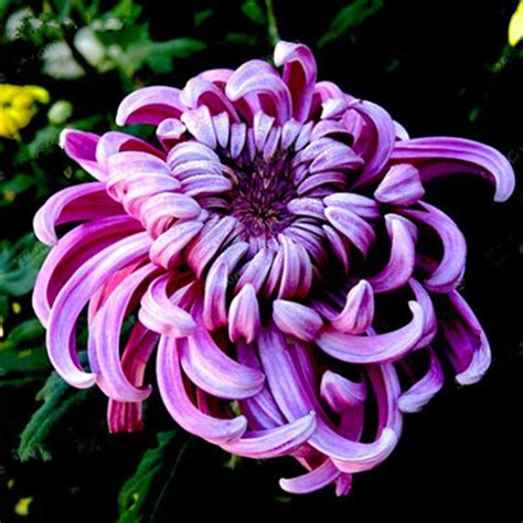 Discount Chinese Mum Seeds Rare Perennial Flower Seeds Indoor Bonsai