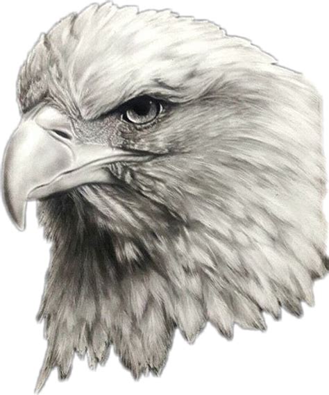 Eagle Freetoedit Eagle Sticker By Laleh7