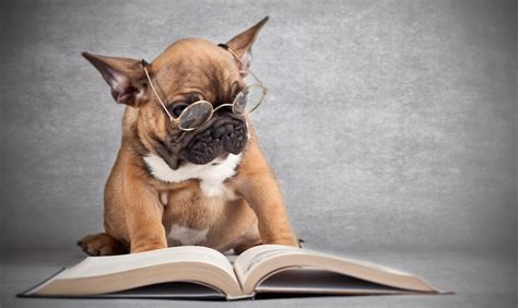 4 Libri Firmati Think Dog E Dedicati Al Tuo Migliore Amico Dog Coach