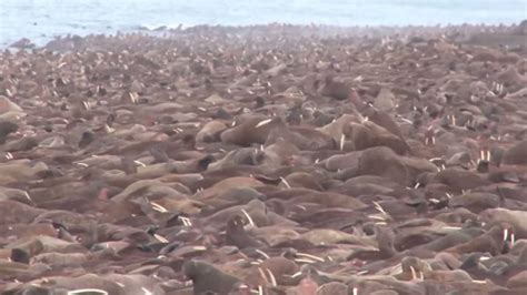 Biggest Walrus Gathering Ever Recorded