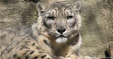 Advanced Technology Sheds Light On The Mysterious Snow Leopard The