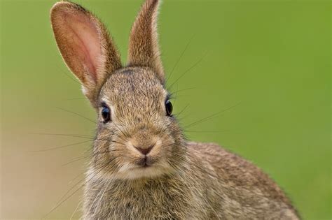 Free Photo European Rabbit Animal Cute European Free Download