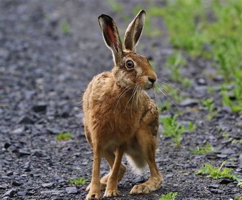 Pin By M B On Animaux Et Oiseaux Animals Friends Animal Photo Wild Hare