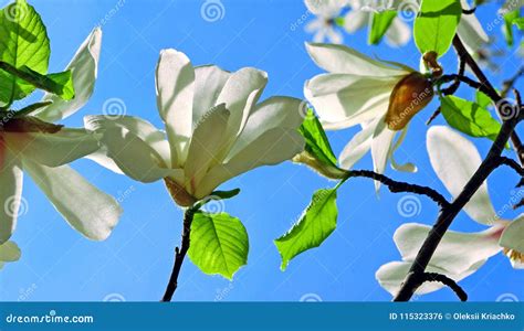 A Branch Of A Blooming Magnolia Spring April Flowers Stock Photo