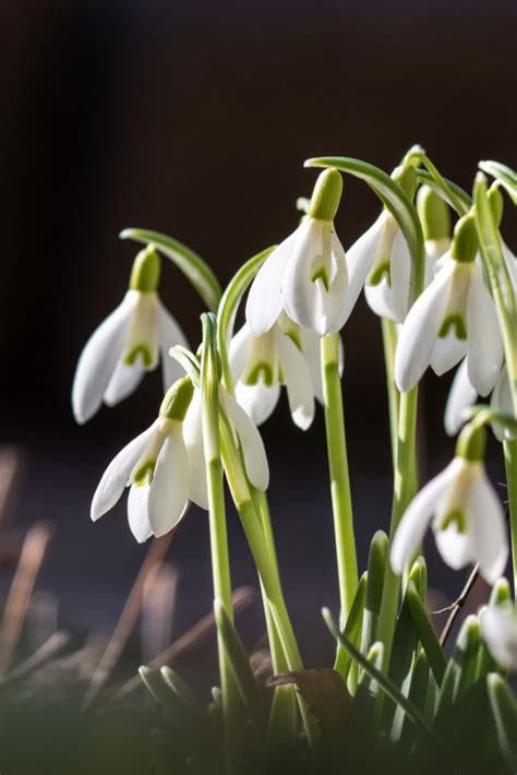 Snowdrop Planting And Advice On Caring For This Spring Groundcover Flower