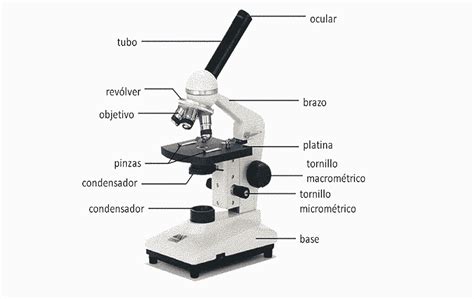 Las Partes De Un Microscopio Y Su Uso Fotos De Microscopio Partes Porn Sex Picture