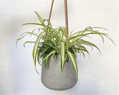 Hanging Spider Plant Large In Boston Ma Sunny Florists