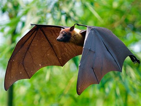 Los Murciélagos Proporcionan Grandes Servicios Ambientales