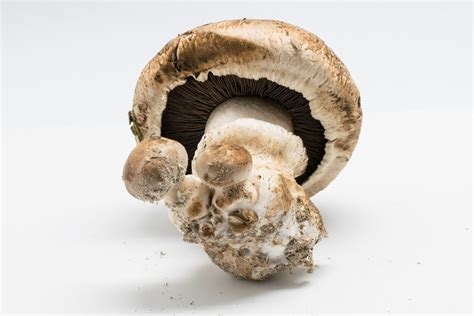 Agaricus Bisporus The Commercial Mushroom Inanimate Life