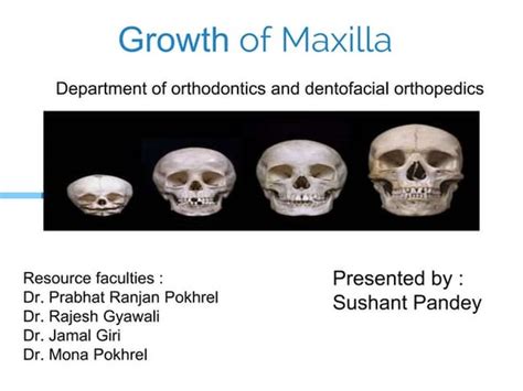 Growth And Development Of Maxilla