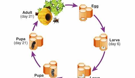 Honey Bee Life Cycle - Everything You Need to Know about Bees