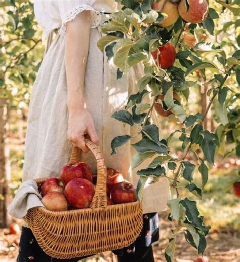Pin By Vintagelover On Apple Orchard Apple Picking Apple Picking