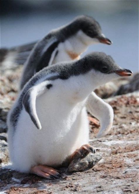 100 Cute Baby Animals Meowlogy Penguins Gentoo Penguin Baby Penguins