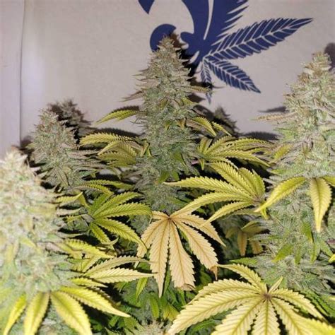 Quebec Cannabis Seeds Qcs Fruity Og Kush Grow Journal By Healty