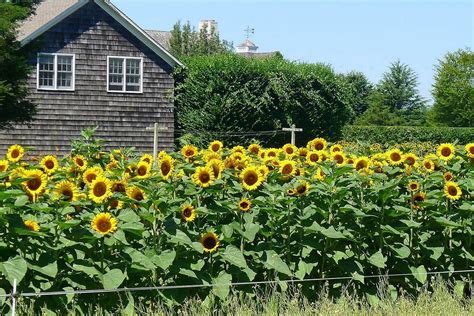 58 Sunflower Landscaping Ideas Garden Design
