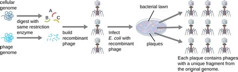 Microbes And The Tools Of Genetic Engineering Microbiology