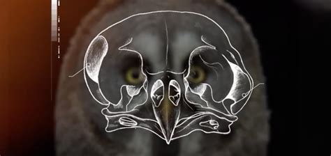 Video Owls Have Heads Designed For Hearing