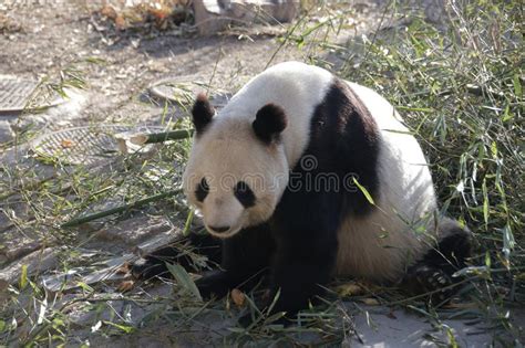 Giant Panda In Beijing Zoo China Stock Photo Image Of Beijing Shoot