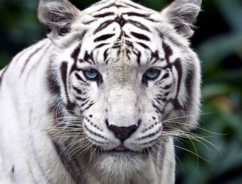 Here is one of them. Sanctuaries where you can spot White Tigers in India ...