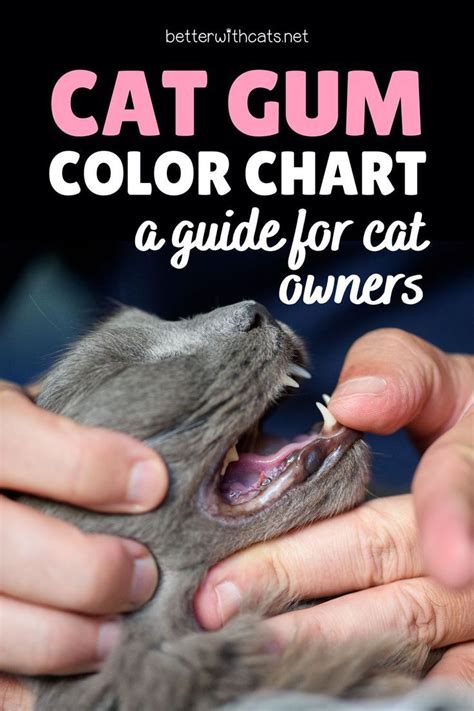 Cat Gums Healthy Color