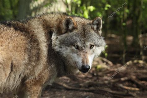 The ferocious nature of the wilds still cal. An European Wolf in the Forest — Stock Photo © hecke06 #76614367