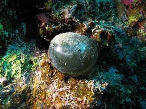 Largest Single Cell Unicellular Organisms In The World