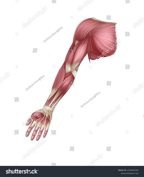 Human Arm Bones And Muscles