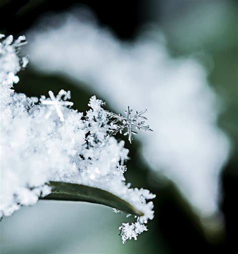 Macro Photography Of Snowflake · Free Stock Photo