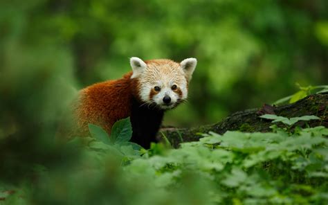Red Panda Naturetrek Wildlife Holidays Flickr